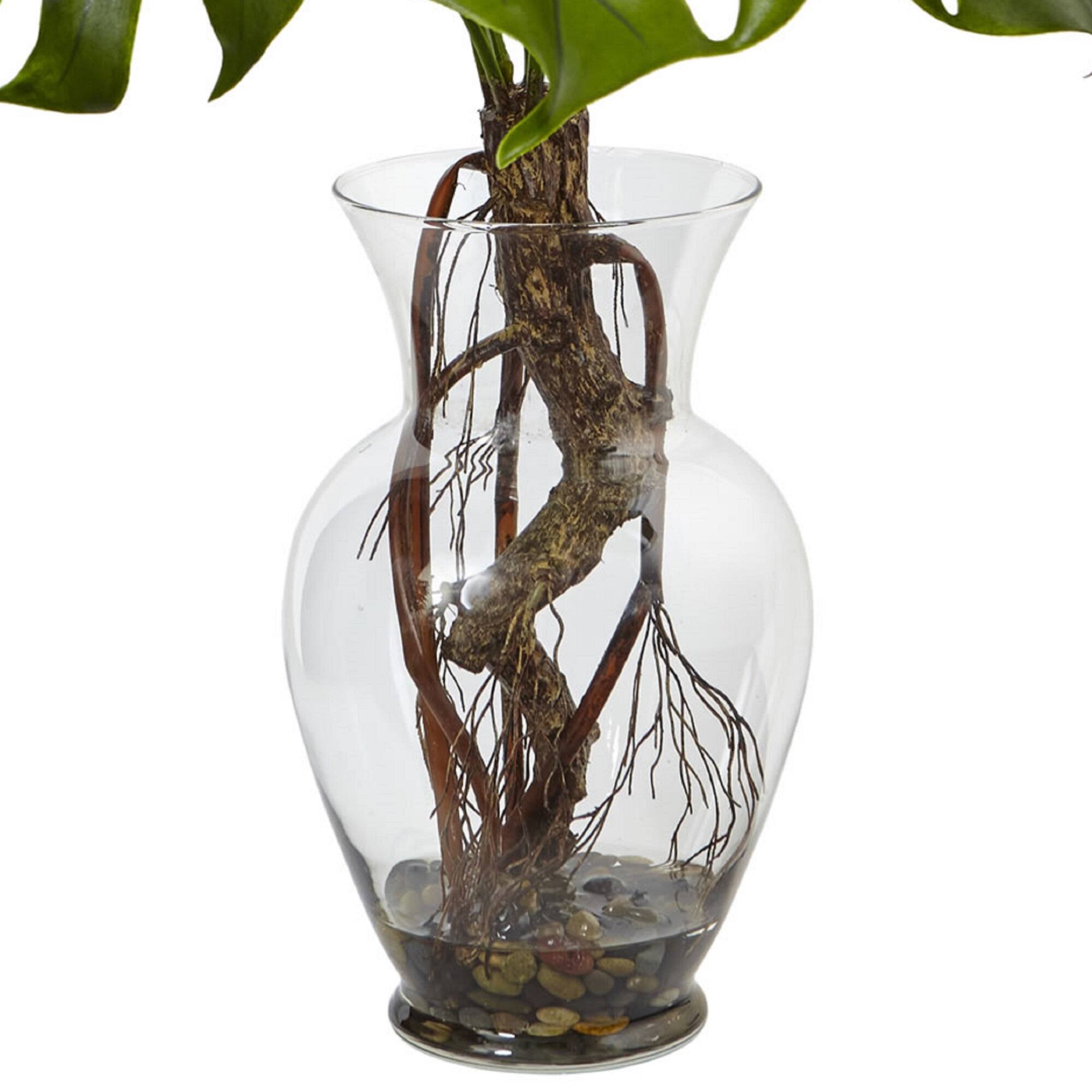 2ft. Monstera Plant in Glass Vase
